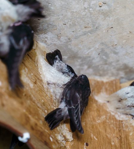 真燕美Final Photo-127